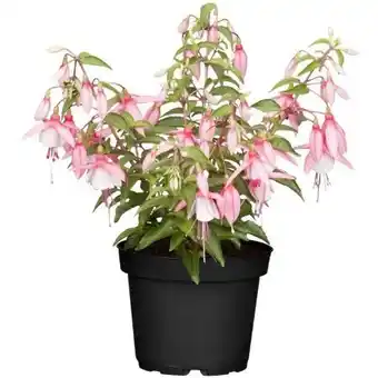 toom Baumarkt Fuchsien Angebot