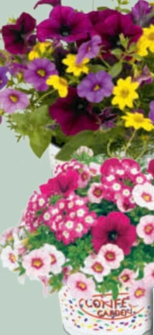 toom Baumarkt Sommerblumen-trio confetti garden Angebot