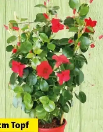 Thomas Philipps Dipladenia sundaville Angebot