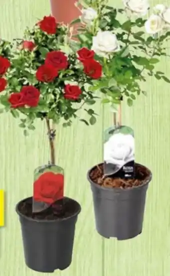 Thomas Philipps Rosenstamm Angebot