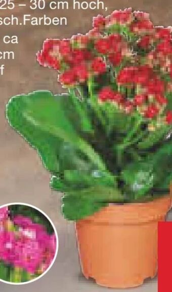 Netto Marken-Discount Kalanchoe in herzkeramik Angebot