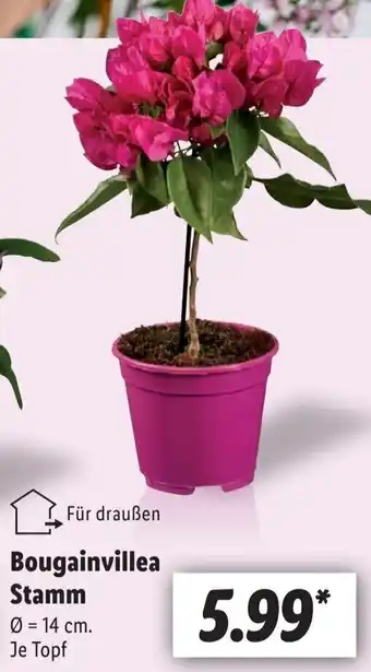 Lidl Bougainvillea Stamm Angebot