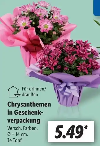 Lidl Chrysanthemen in Geschenkverpackung Angebot
