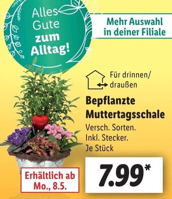 Lidl Bepflanzte Muttertagsschale Angebot