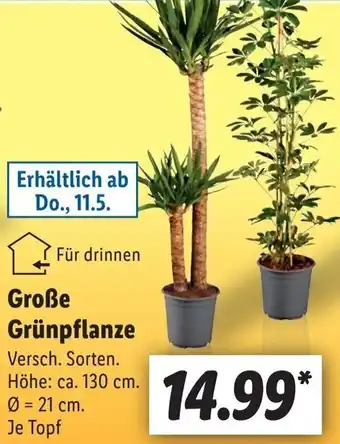 Lidl Große Grünpflanze Angebot