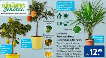 Aldi Süd GARDENLINE Premium-Zitrus-stämmchen oder Palme Angebot