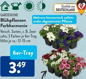 Aldi Süd Blühpflanzen Farbharmonie Angebot