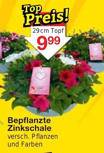 Jawoll Bepflanzte Zinkschale 29 cm Topf Angebot