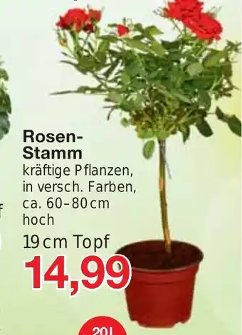 Jawoll Rosen-Stamm 19 cm Topf Angebot