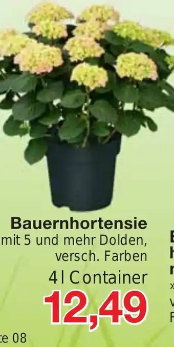 Jawoll Bauernhortensie Angebot