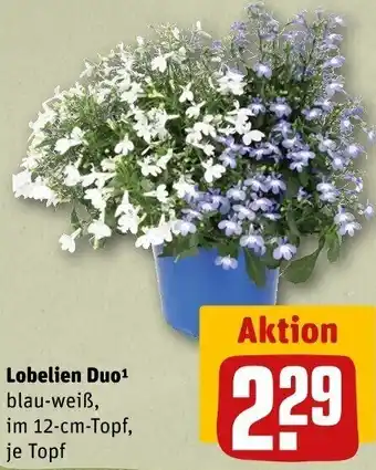 REWE Lobelien Duo Angebot