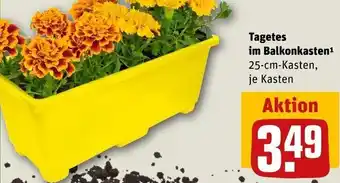 REWE Tagetes im Balkonkasten Angebot