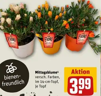 REWE Mittagsblume Angebot