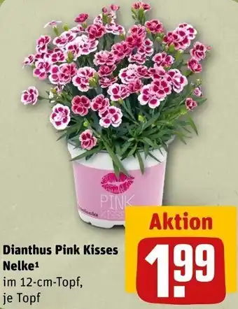 REWE Dianthus Pink Kisses Nelke Angebot