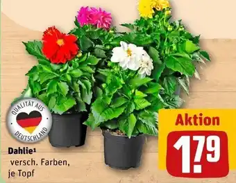 REWE Dahlie Angebot