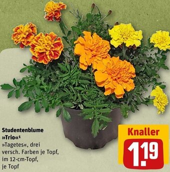 REWE Studentenblume Trio Angebot