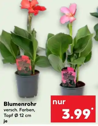 Kaufland Blumenrohr Angebot