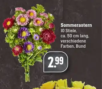 Edeka Neukauf Sommerastern Angebot