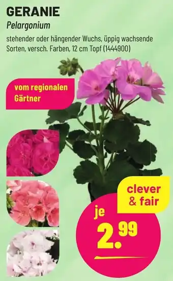 Leitermann Baumarkt GERANIE Pelargonium Angebot