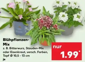 Kaufland Blühpflanzen Mix Angebot