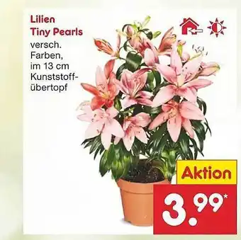 Netto Marken-Discount Lilien Tiny Pearls Angebot