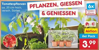 Netto Marken-Discount Tomatenpflanzen Angebot