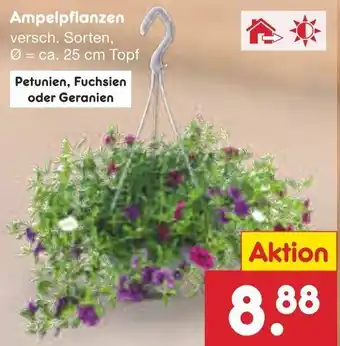 Netto Marken-Discount Ampelpflanzen Angebot