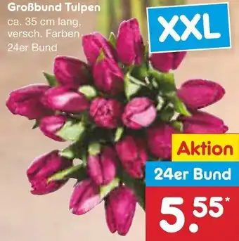 Netto Marken-Discount Großbund Tulpen 24er Bund Angebot