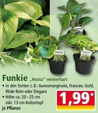 Norma Funkie „Hosta" winterhart Angebot