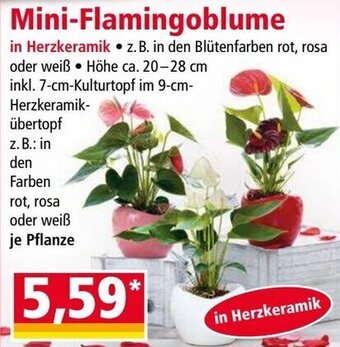 Norma Mini-Flamingoblume Angebot