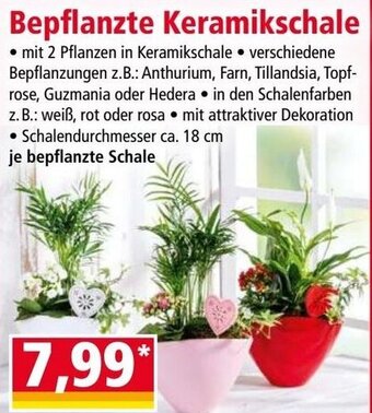 Norma Bepflanzte Keramikschale Angebot