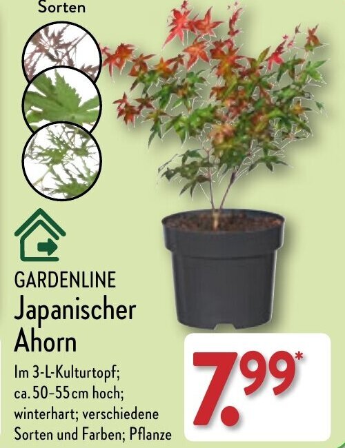 GARDENLINE Japanischer Ahorn Angebot bei Aldi Nord