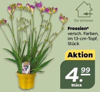 NETTO Freesien Angebot