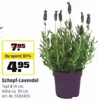 OBI Schopf-Lavendel Angebot