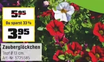 OBI Zauberglöckchen Angebot
