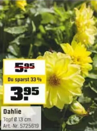 OBI Dahlie Angebot