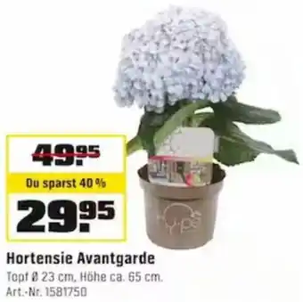 OBI Hortensie Avantgarde Angebot