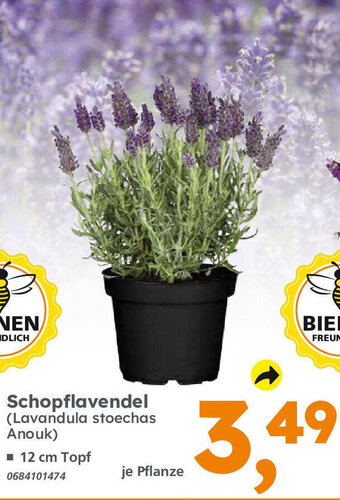 Globus Baumarkt Schopflavendel Angebot