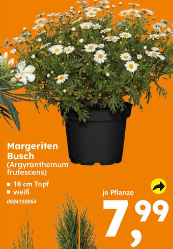 Globus Baumarkt Margeriten Busch Angebot