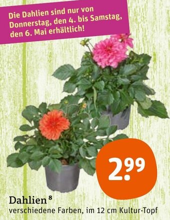 tegut Dahlien Angebot