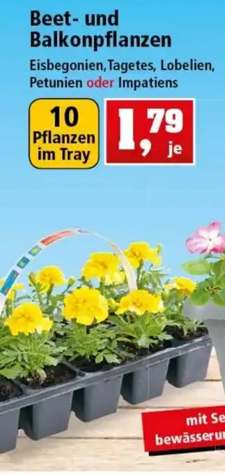 Thomas Philipps Beet und Balkonpflanzen Angebot