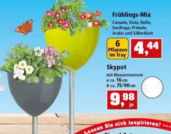 Thomas Philipps Frühlings Mix oder Skypot Angebot