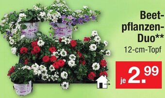 Zimmermann Beetpflanzen-Duo Angebot