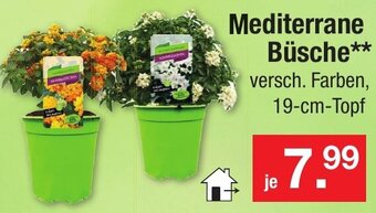Zimmermann Mediterrane Büsche Angebot