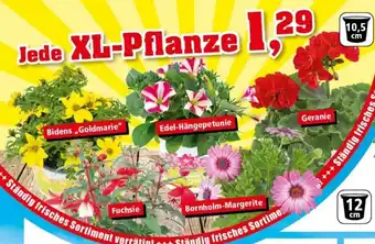 Thomas Philipps Jede XL Pflanze Angebot