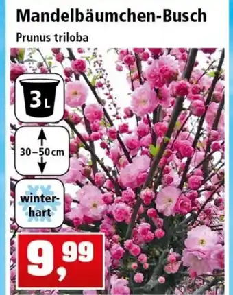 Thomas Philipps Mandelbäumchen Busch Angebot