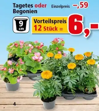 Thomas Philipps Tagetes oder Begonien Angebot