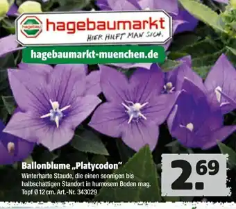 Hagebau Ballonblume Platycodon Angebot