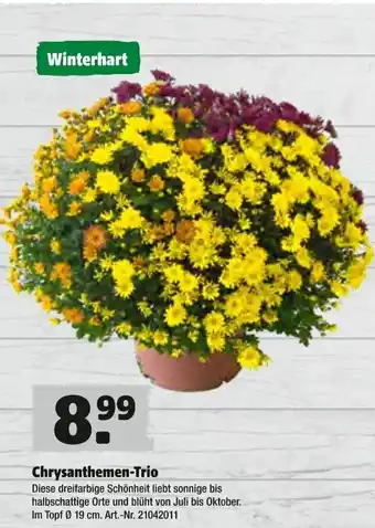 Hagebau Chrysanthemen Trio Angebot