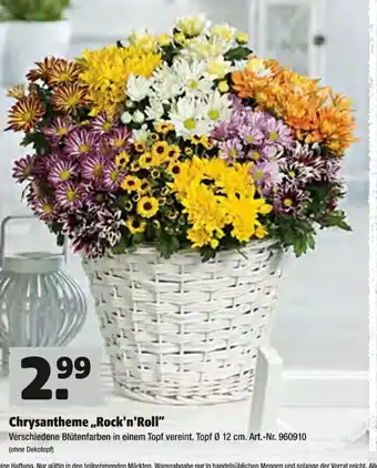 Hagebau Chrysantheme Rock'n'Roll Angebot